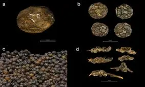 گنجینه‌ای از ادویه‌جات ۵۰۰ ساله در یک کشتی غرق‌شده