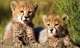 مشاهده یک خانواده پرجمعیت یوزپلنگ آسیایی در سمنان