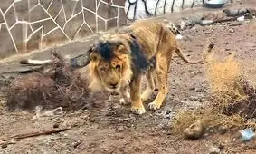 سانسور در ایران به باغ‌وحش‌ها رسید!/ تلف شدن شیر باغ‌وحش سیرجان

