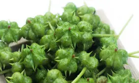 خواص درمانی یک گیاه که کمتر اسمش را شنیده‌اید