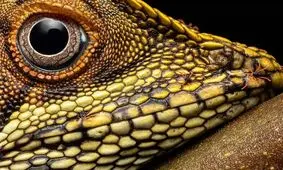 ۱۰ مورد از عجیب‌ترین عکس‌های حیات وحش در سال ۲۰۲۴