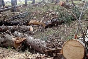 قطع درختان روستای کوچنان الموت در هفته منابع طبیعی/ ضرورت تبیین و تعیین راهکارهای نوین در حل مسائل اراضی ملی