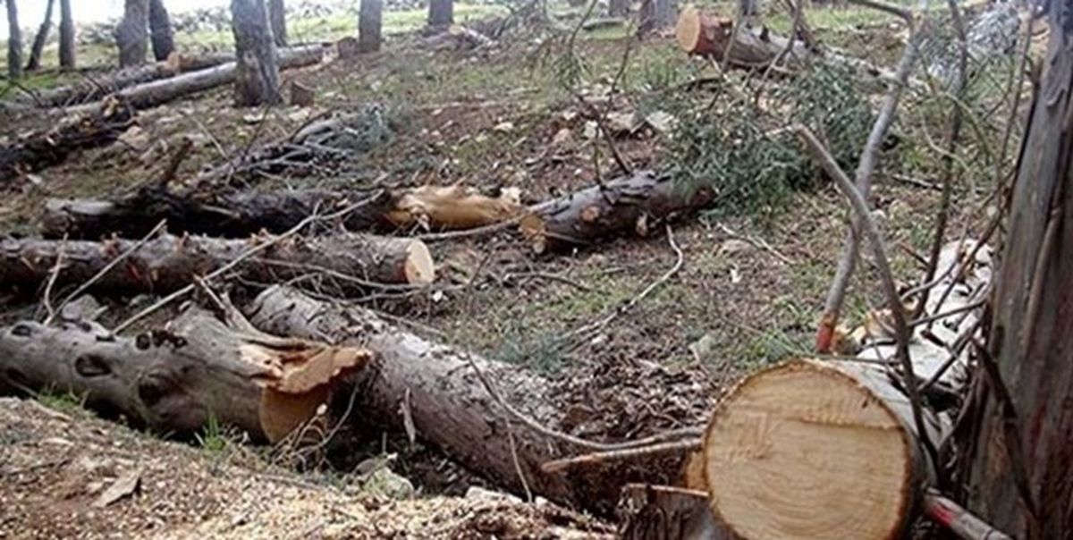 قطع درختان روستای کوچنان الموت در هفته منابع طبیعی/ ضرورت تبیین و تعیین راهکارهای نوین در حل مسائل اراضی ملی