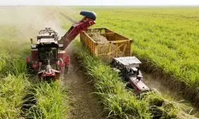 نیشکر به یکی از ارزنده‌ترین سهام بازار سرمایه تبدیل می‌شود