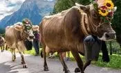 چرا گاوهای کوهستان آلپ «زنگوله» دارند؟