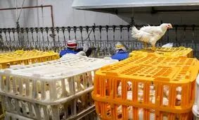 فروش جوجه یکروزه ۱۰ هزار تومان کمتر از نرخ مصوب

