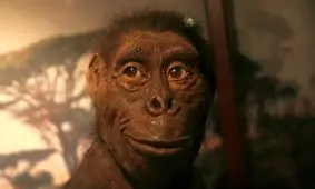 یکی از قدیمی‌ترین اجداد انسان؛ «لوسی» چه رازهایی از تکامل انسان را فاش می‌کند؟

