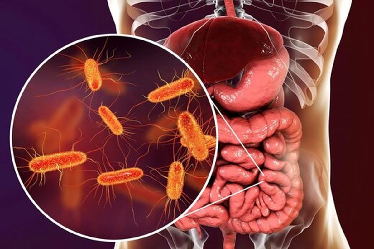 چطور باکتری های مفید روده را افزایش دهیم؟