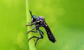 مگس راهزن ؛ یک قاتل بی رحم با قربانیان ریز!/ تصاویر