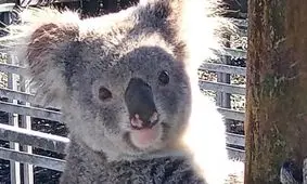 عکس روز حیات وحش، کوالای خرابکار سر صحنه جرم گرفتار شد