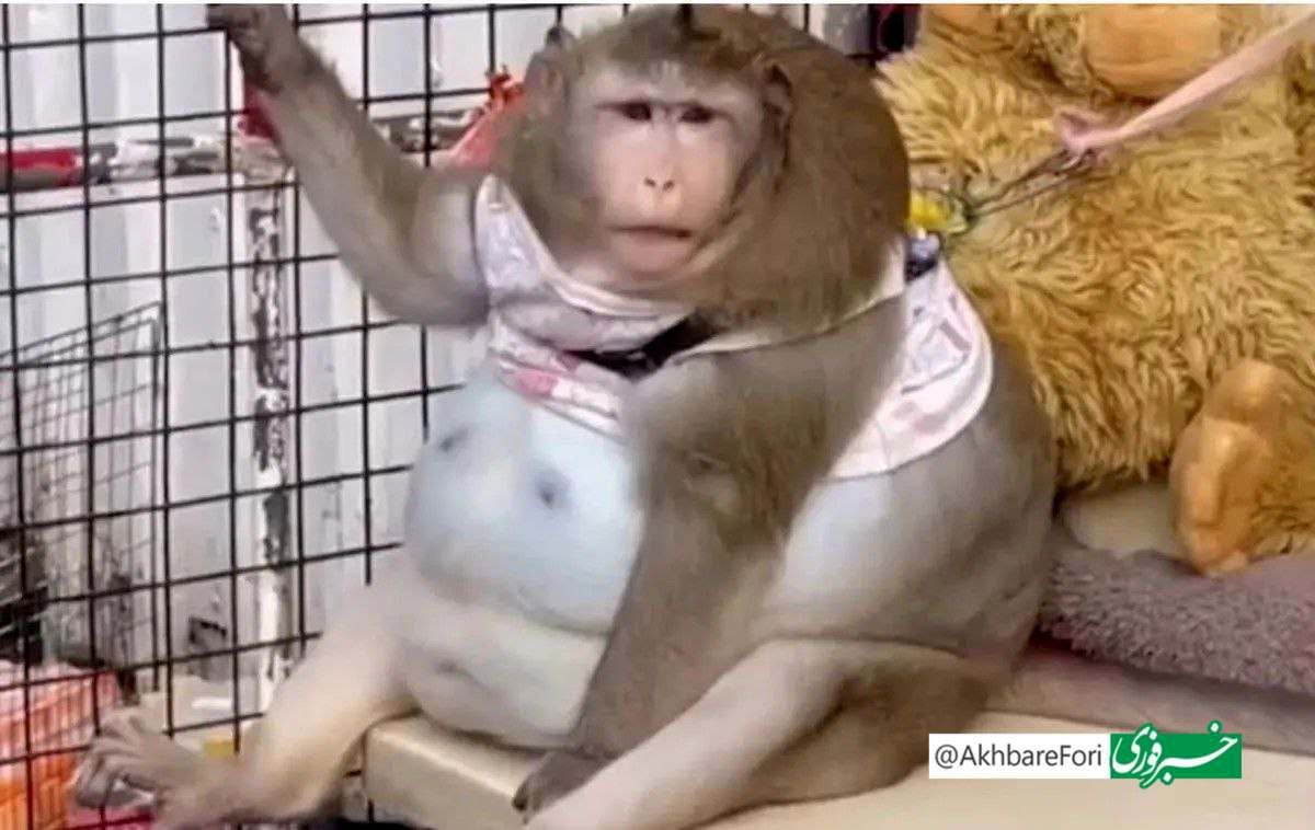 چاقترین میمون جهان تلف شد