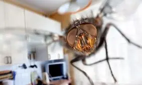 راه‌هایی برای در امان ماندن از مگس‌ها در تابستان