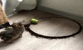 چند عکس کاملا خوشحال که تماشایش روزتان را روشن می‌کند