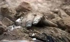 شب نحسی که حیات دو شهر را گرفت/ زلزله رودبار و اشتباهی که باعث مرگ هزاران نفر شد/ حیوانات و فوتبال جلوی مرگ و میر بیشتر را گرفتند/ افسردگی  و اعتیاد، میراث شوم زلزله