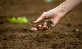چرا بوی خاکِ نم‌ خورده  آرامش‌ بخش است؟/ آیا عطر باران جایگزین دارد