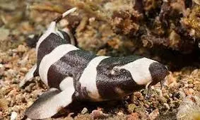 لحظه باز کردن تخم کوسه/ ویدئو