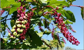 گیاه کارمین: همه‌چیز درباره خواص و کاربردهای این گیاه دارویی شگفت‌انگیز!