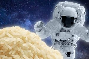فضانوردان چینی موفق به کشت برنج در ایستگاه فضایی تیانگونگ شدند