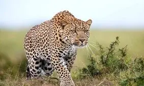 حمله پلنگ به چوپان در مراوه تپه