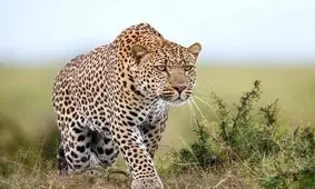 حمله پلنگ به چوپان در مراوه تپه