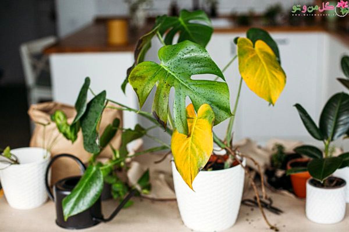 چرا گیاهان آپارتمانی زرد می شوند؟