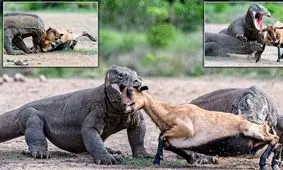 هشت حقیقت جالب در مورد اژد‌های کومودو/ تصاویر