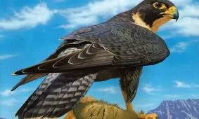 تصویری بی‌نظیر از شاهین آبی با ترکیب رنگی خیره‌کننده