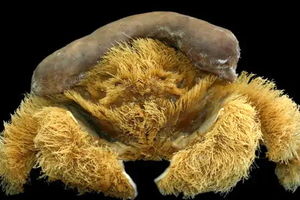 کشف گونه ترسناک جدیدی از خرچنگ که بدنش پوشیده از مو است