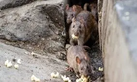 موش‌ها همه جا پر شده‌اند/ سامانه پاسخگویی شهرداری: کاری از ما ساخته نیست!