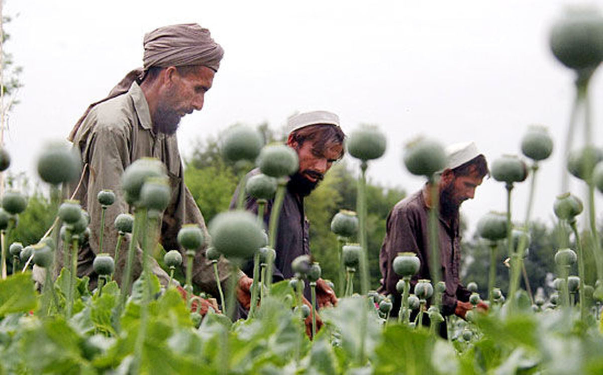 علام آمادگی ایران برای تولید محصولات کشاورزی و کشت جایگزین خشخاش در افغانستان

