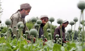علام آمادگی ایران برای تولید محصولات کشاورزی و کشت جایگزین خشخاش در افغانستان

