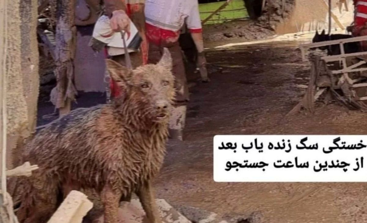 وضعیت سگ های زنده یاب در سیل کن/ ویدئو