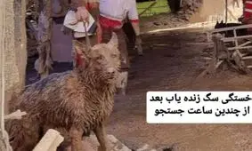 وضعیت سگ‌ های زنده‌ یاب در سیل کن/ ویدئو