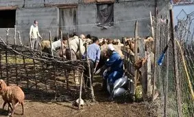 دامپزشک قلابی در مانه‌وسملقان که با سیم، تیغ می‌زد دستگیر شد