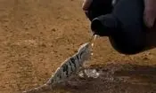 مارمولکی که در میان آتش‌سوزی از دست آتش‌نشان آب نوشید/ ویدئو
