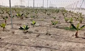 گام بزرگ برای پایان واردات موز به کشور/ آغاز کشت هزار هکتار با مشارکت بخش خصوصی در جاسک