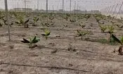 گام بزرگ برای پایان واردات موز به کشور/ آغاز کشت هزار هکتار با مشارکت بخش خصوصی در جاسک