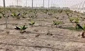 گام بزرگ برای پایان واردات موز به کشور/ آغاز کشت هزار هکتار با مشارکت بخش خصوصی در جاسک