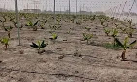 گام بزرگ برای پایان واردات موز به کشور/ آغاز کشت هزار هکتار با مشارکت بخش خصوصی در جاسک