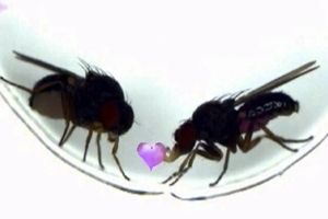 دستکاری یک ژن، نحوه ابراز عشق مگس‌های میوه را تغییر داد/ می شود عاشق شدن را کم و زیاد کرد؟!