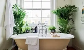 ۱۰ تا از زیباترین گیاهان آپارتمانی مناسب برای نگهداری در حمام