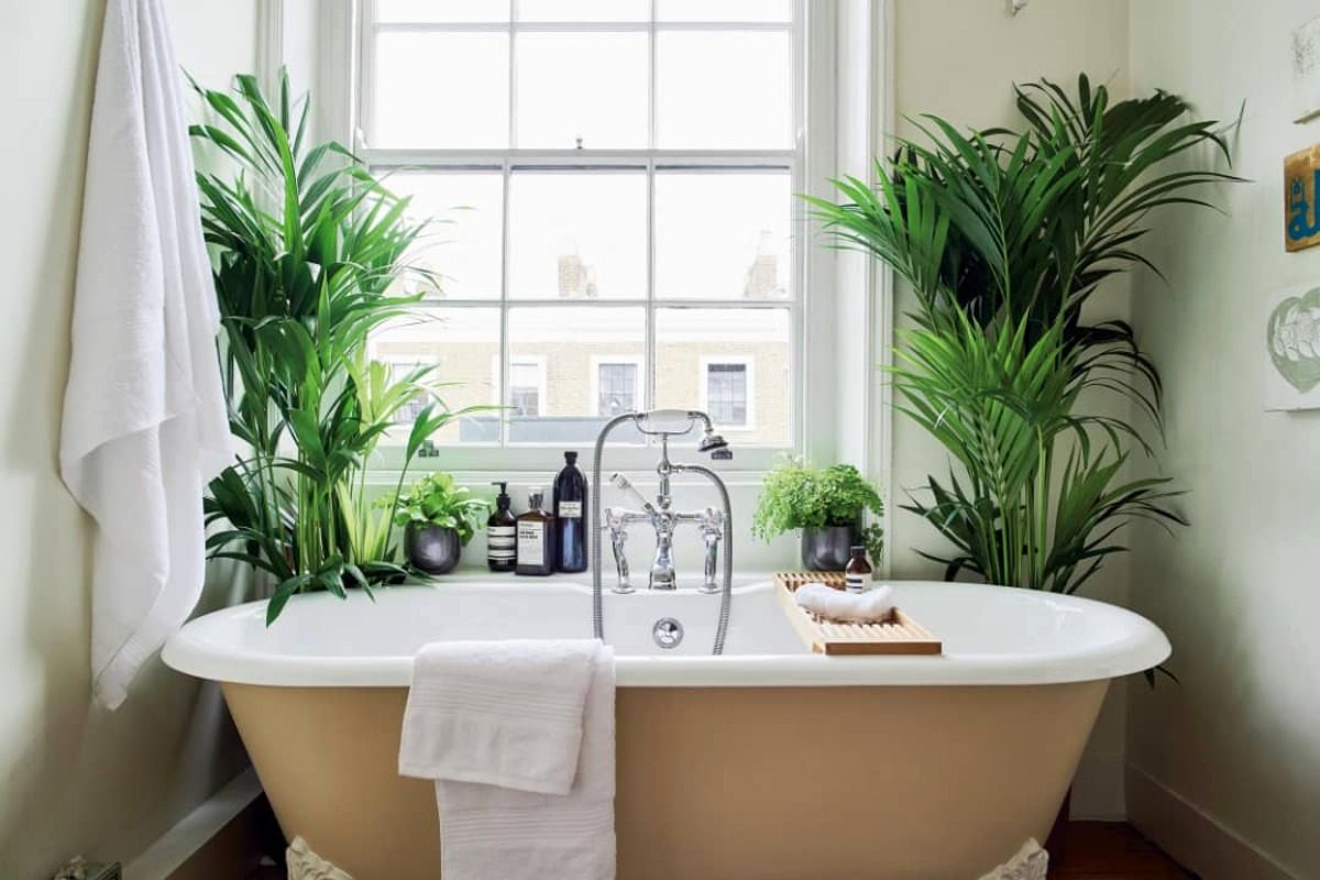 ۱۰ تا از زیباترین گیاهان آپارتمانی مناسب برای نگهداری در حمام