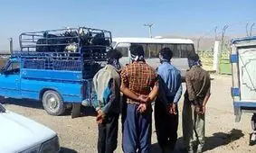 عاملان سرقت های احشام دستگیر شدند 