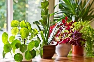 کاهش اضطراب و استرس با پرورش گل و گیاه