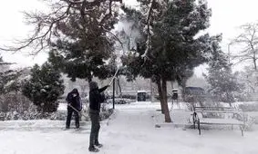 برف روی درختان را بتکانیم یا نه؟/ متخصصان چه می‌گویند؟/ ویدئو