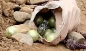 کشف ۷ کوله حاوی مواد مخدر در مرز تایباد