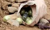 کشف ۷ کوله حاوی مواد مخدر در مرز تایباد