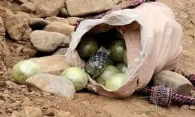 کشف ۷ کوله حاوی مواد مخدر در مرز تایباد