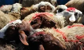 قیمت گوسفند عید قربان به زودی اعلام می شود

