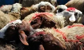 قیمت گوسفند عید قربان به زودی اعلام می شود


